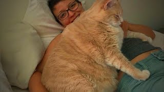 Cute Fat Cats 😻😹 Funny Fat Cats (Part 2) [Epic Life] by Epic People 43,085 views 5 years ago 3 minutes, 33 seconds