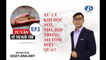 XỬ LÝ KHÍ ĐỘC NO2, NH3, H2S TRONG AO TÔM HIỆU QUẢ !HOÀNG TRÍ VLOG !  KS TRÍ 0327050897