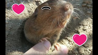 Pocket Gopher Robert is very cute and friendly!