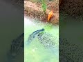 Fishing video #fishing #foryou #vairalfishing #trending #viralshorts