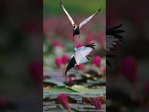 Feel the rhythm 💚 _wildlife _photography _Jacana _shorts#wildlife