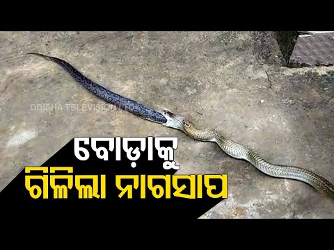 Chandan Boda snake rescued while being eaten by cobra at Banki in Cuttack district