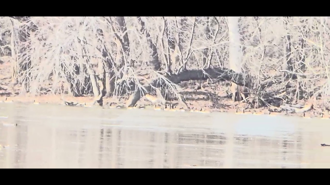 Ducks soaring over the Potomac River at Algonkian Park(పోటోమాక్ నదిపై ఎగురుతున్న బాతులు)E00