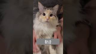 다채로운 고양이 소소한 이야기들 #반려동물 #고양이 #야옹이 #반려묘 #예능 #재미 #유머 #재밌는영상 #코미디 #개그 #호기심 #흥미로운 #고양이일상 #냥이