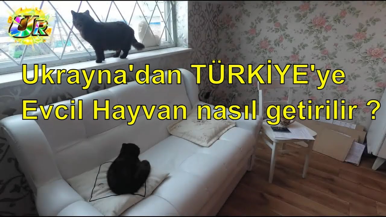 Ukrayna Dan Turkiye Ye Evcil Hayvan Nasil Getirilir Sohbet Tadinda Youtube