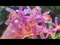 Цветение орхидей в ботаническом саду в октябре. Онцидиум, камбрия,дендробиум,фаленопсис ,башмачки.