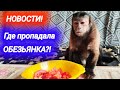 Новости в Мире домашних животных! Где пропадала домашняя обезьянка?! Алекса вернулась.