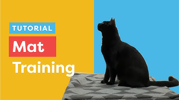 Every Cat Should Learn This Skill (Mat Training)