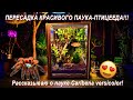 Пересадка паука-птицееда Caribena versicolor в новый террариум! Рассказываю о пауке и террариумах!