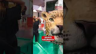 Museo JAPI abre en Jalisco con entrada gratuita del 18 al 30 de junio. No te lo pierdas.