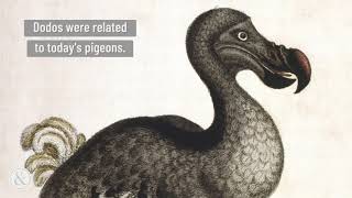 5 Incredible Facts About Pigeons Mittens And Max