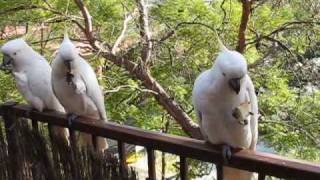 Cockatoo feeding on my balcony