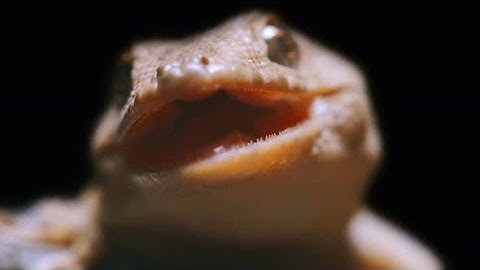 Close-up Portrait of a Gecko with an Open Mouth and Sharp  | Videohive Project Templates