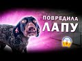 VLOG: Собачка повредила лапу. К нам обратились за помощью.