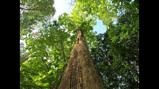A Fully Developed Teak Tree