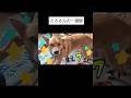 とろさんの一週間#犬 #雑種犬#いぬ#犬のいる生活#犬のいる暮らし#愛犬#癒し#かわいい#可愛い#田舎暮らし