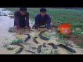 Best Finding And Catching Fishes After Rain By Handsome Men - How To Catch Fish In The Rice Field