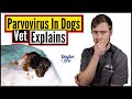 You NEED To Do This If You Want To Save Your Dog Suffering From Parvo! | Vet Explains