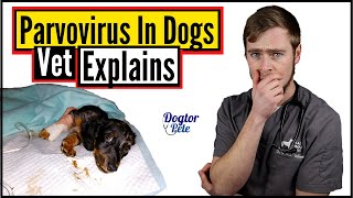 You NEED To Do This If You Want To Save Your Dog Suffering From Parvo! | Vet Explains