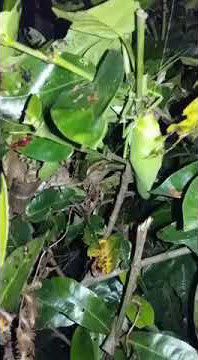 Bunyi serupa burung( kiak...kiak...)tetapi sebenarnya belalang besar