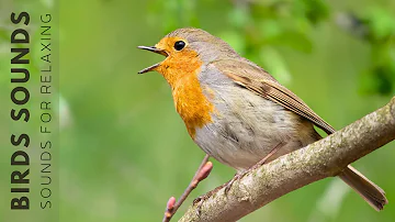 Beautiful Birds Singing Sounds - Relaxing Birds Singing Sounds, Nature Sounds, Reduce Stress