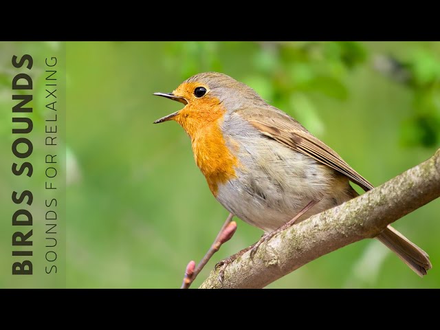 Beautiful Birds Singing Sounds - Relaxing Birds Singing Sounds, Nature Sounds, Reduce Stress class=