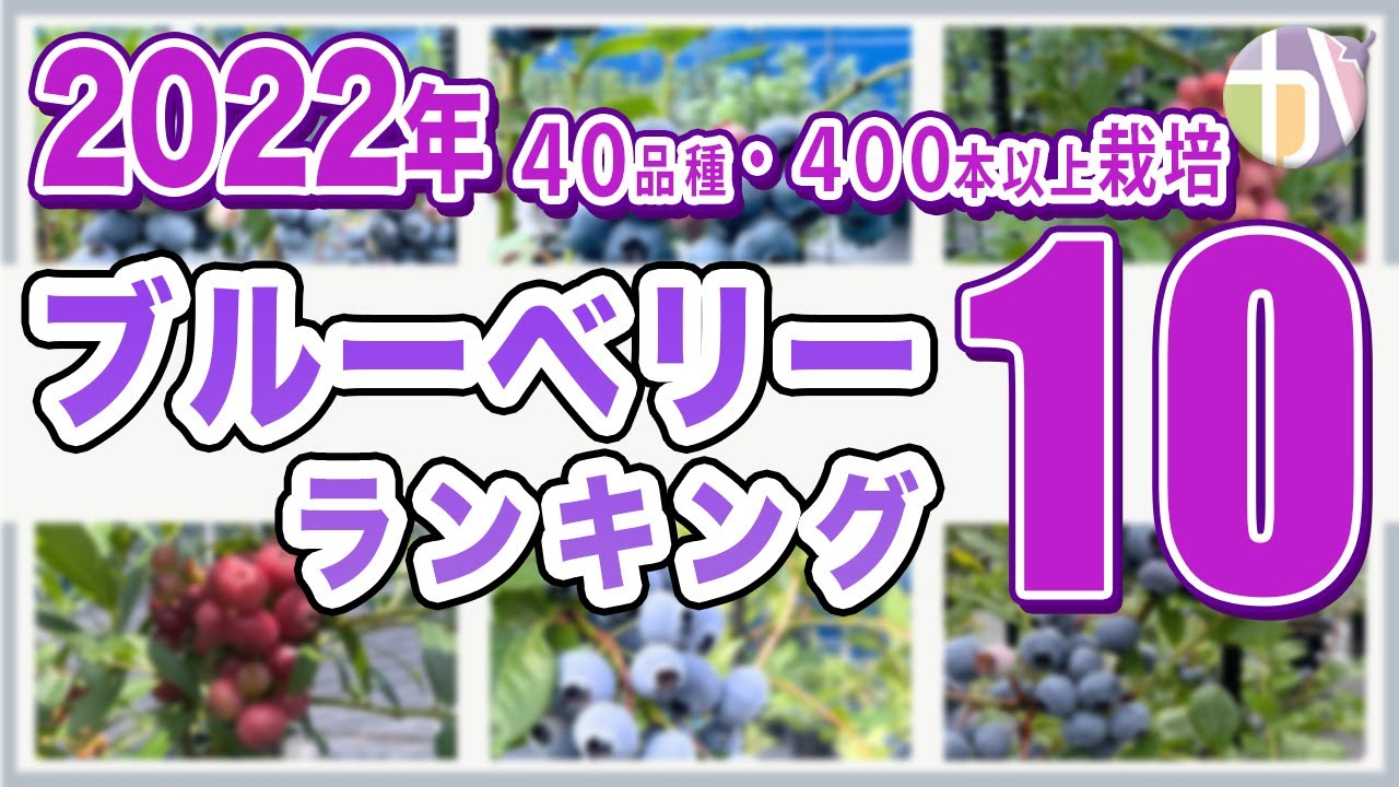 知らない情報満載】ブルーベリー品種ランキングTOP10！40品種以上育て