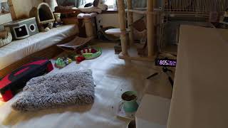 Miaouの配信のサムネイル画像