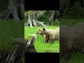 🐻 Inside the Hidden World of Bear Families in the Wild 🧸 - You Won't Believe What Happens! 🤯