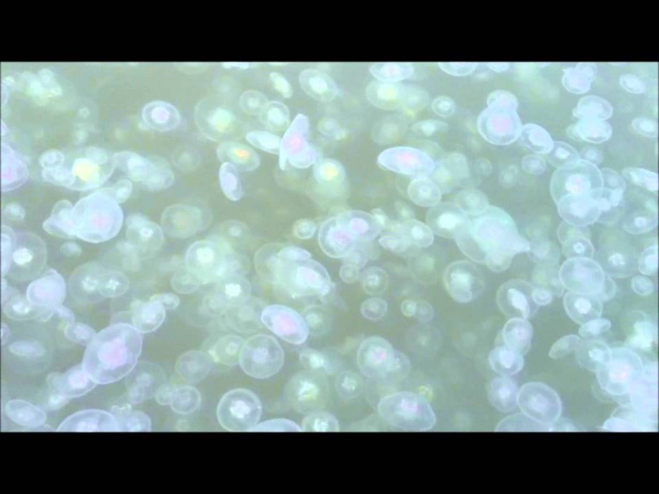 Jellies In Sinclair Inlet Dec. 06, 2011