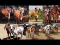 Shree yadunandan gir cow gaushala rajeser gujarat