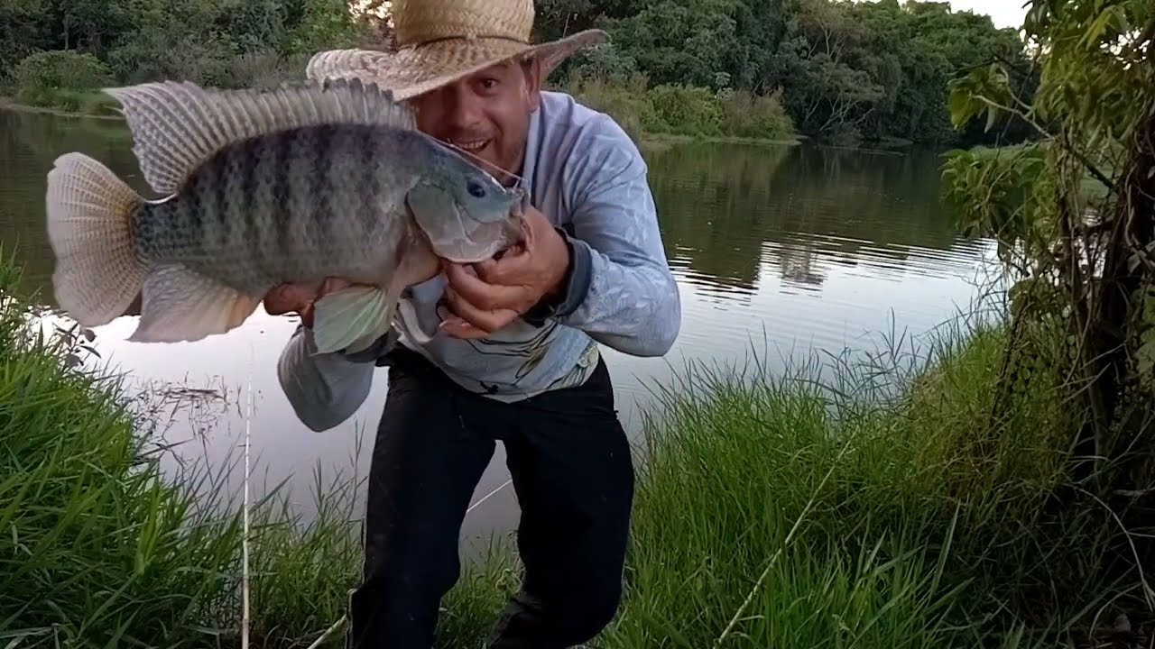 pescaria caipira com a melhor isca para tilapia a vara canta quando a gigante selvagem ataca a isca
