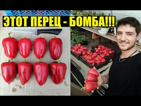 Сбор семян перца. Как готовим семена на следующий сезон.