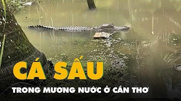 Người dân báo thấy cá sấu trong mương nước ở Cần Thơ