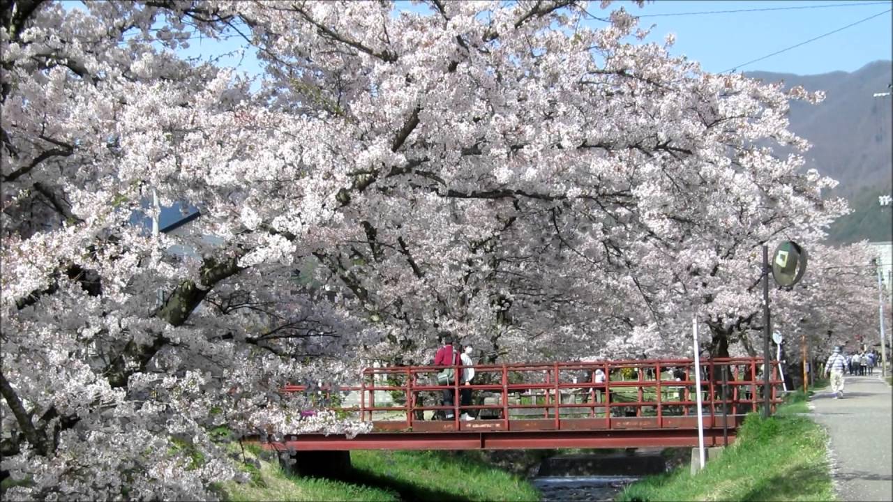 川桁観音寺川桜並木と 裏磐梯桜峠公園のオオヤマザクラ 16年04月25日 登山 山行記録 ヤマレコ