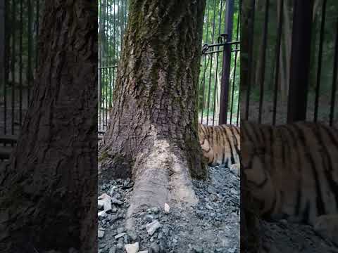 Тигр Амур рррычит 🐯 #тигр #тигрёнок #тигрята #тиграмур #амур #забавныеживотные #funnyanimals #animal