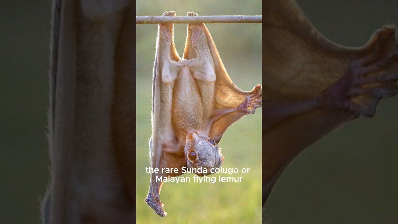 Sunda Colugo Facts You Won’t Believe