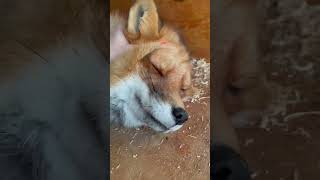 Angry Foxy #redfox #saveafox #wildfox #domesticfox