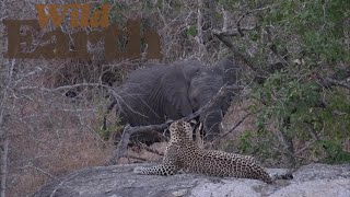 WildEarth - Sunrise - 15 September 2021