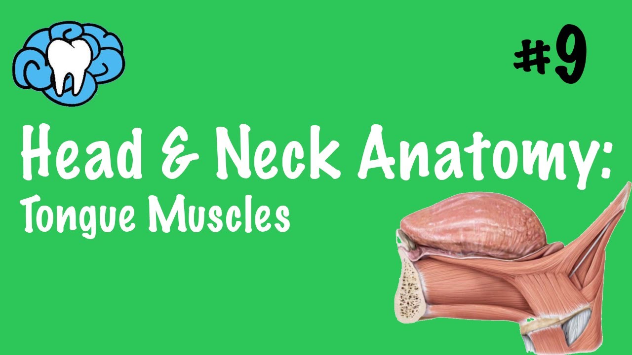 Head & Neck Anatomy Tongue Muscles INBDE YouTube