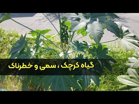 تصویری: گیاه روغن کرچک چیست؟