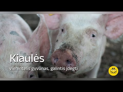 Video: Geriausi patalynės šunims, gimdantiems