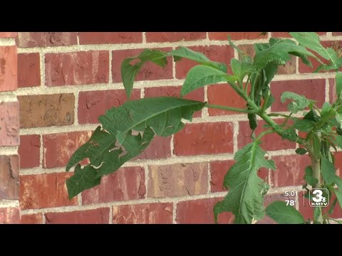 Wideo: Naprawianie uszkodzeń spowodowanych gradobiciem - naprawa lub zapobieganie uszkodzeniom w ogrodzie