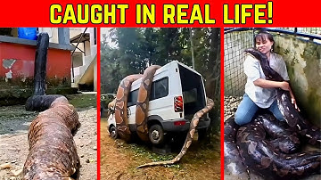 The Largest Snake On Earth was Caught On Camera. Is That a Titanoboa???