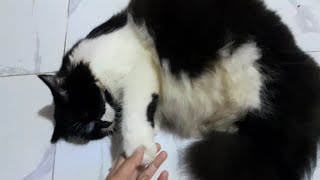 Don't touch my fat, Stop it human !!! by Cats Feed Journey 147 views 3 weeks ago 2 minutes, 49 seconds