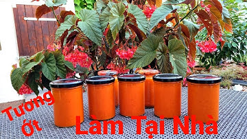 Tương ớt làm tại nhà/ Thu hoạch Ơt ngoài Vườn vào làm Tương ớt chuẩn vị ngon, không chất bảo quản .