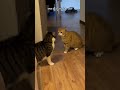 Cat Argument 