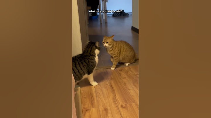 Cat Argument 😂