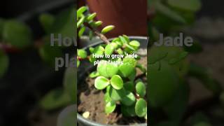 Jade Plant Cutting jade ytshorts shorts plant gardenideas trending