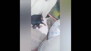 mari 😍🥰🐕🐶 mini pinscher black tan